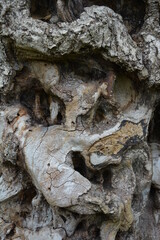 deformed wood texture