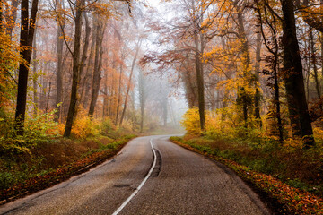 curvy road in beautiful foggy forest in autumn