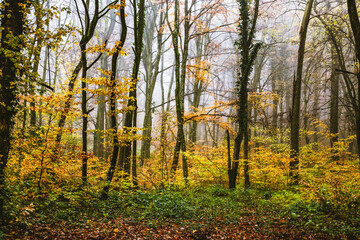 Fototapeta premium beautiful foggy forest in autumn