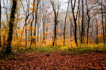 beautiful foggy forest in autumn