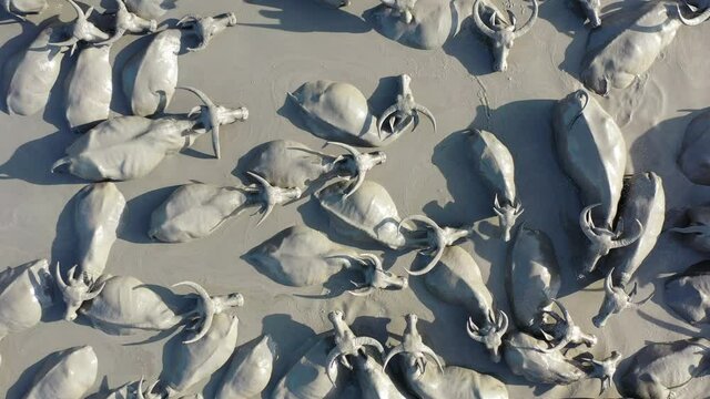 4K drone footage top view of wildlife water buffalo swimming in mud