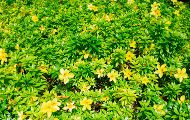 
Yellow flowers and fresh green leaves
