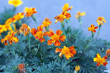 Obraz premium flowers in the garden