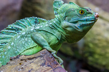 The closeup image of double crested basilisk. 
 It is one of the largest basilisk species.
Males have three crests: one on the head, one on the back, one on the tail, females only have the head crest