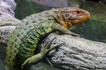 The Northern caiman lizard lies on the trunk. 
It is a species of lizard found in northern South America.
The body of the caiman lizard is very similar to that of a crocodile. 