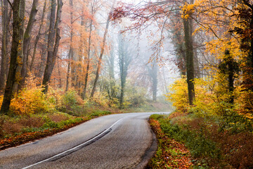 beautiful foggy forest in autumn