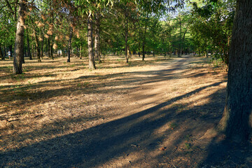 Fototapeta premium nature, a trail in the city Park early in the morning, bright sunlight and long shadows of trees