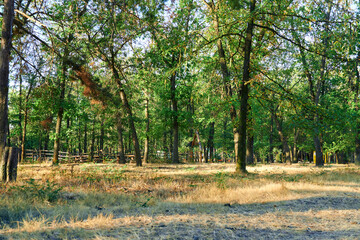 nature, a trail in the city Park early in the morning, bright sunlight and long shadows of trees