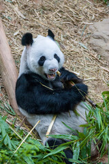The Giant Panda (Ailuropoda melanoleuca) "KaiKai" with pink nose is eating the bamboo in river safari Singapore. 
A bear native to south central China.
