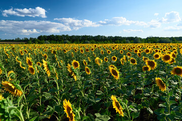Fototapeta premium sunflower - bright field with yellow flowers, beautiful summer landscape in sunset