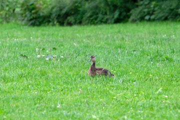 Obraz na płótnie Canvas Little Duck In The Grass At Amsterdam The Netherlands 19-6-2020