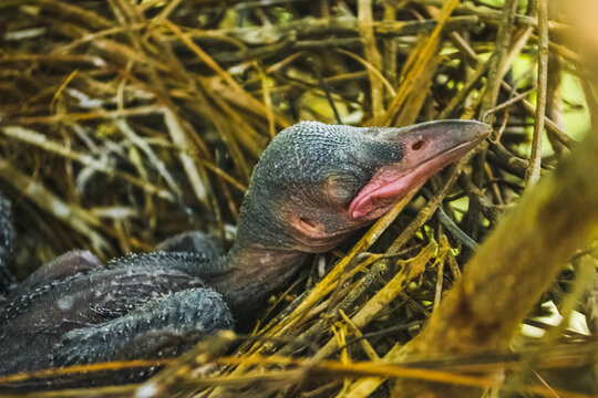 Baby Crow Is Lying In The Nest And Hatching Waiting For Their Mother For Food. New Born Crow / Corvus On Crow Nest Top Of The Tree. Birds Breeding At Home, Baby Bird On The Hunt.