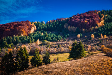 colorful trees in fall in Apuseni mountains, Romania