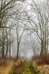 Autumn trail. A path through a forest with dense fog. Mysterious pathway. Footpath is vanishing in mist. Alley in fog with trees without leaves.