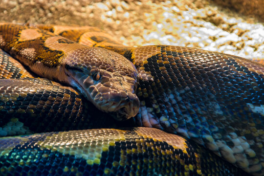 The reticulated python (Malayopython reticulatus) is a species of snake in the family Pythonidae. The species is native to South Asia and Southeast Asia. It is the world's longest snake.