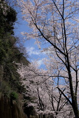 満開の桜と青空
