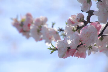 愛媛県久万高原町中津　桃の花