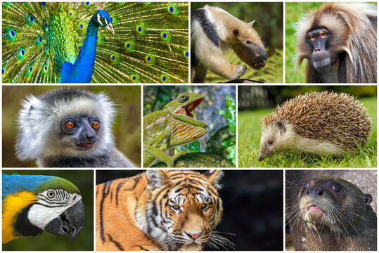A collage of photos about wild animals.