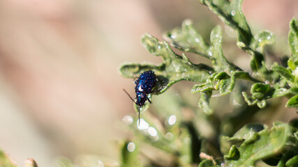 Little blue bug sitting on the green grass