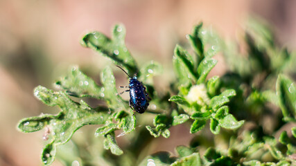 Little blue bug sitting on the green grass