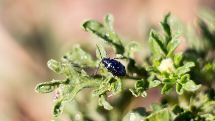 Little blue bug sitting on the green grass