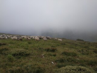 mountains in the fog, sheep in the mountains, travel, Romania