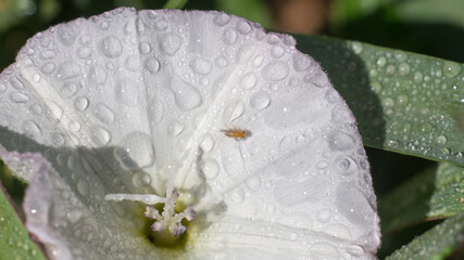 Small yellow bug sitting on the white flower with drops of water