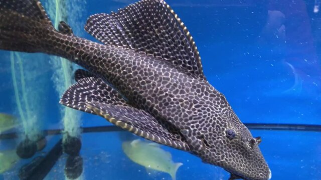 Gro&szlig;er Wels im Aquarium, auch f&uuml;r den Teich geeignet.