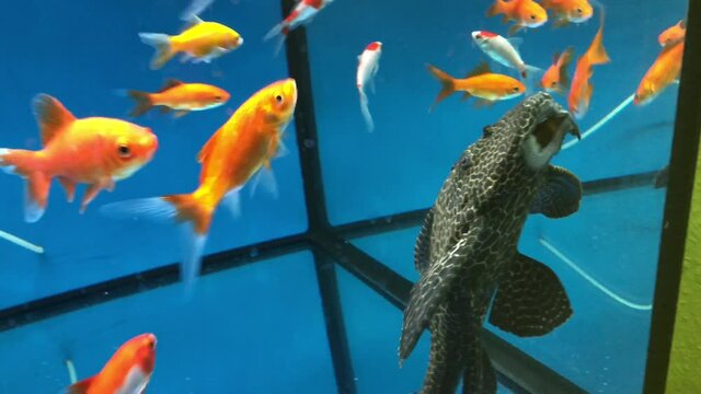 Gro&szlig;er Wels im Aquarium, auch f&uuml;r den Teich geeignet.