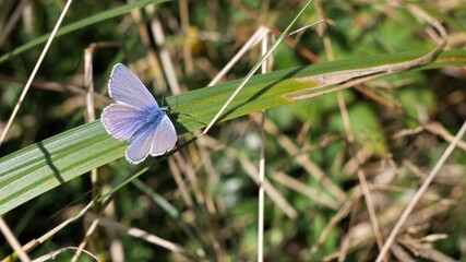 A blue moth sits on a blade of grass