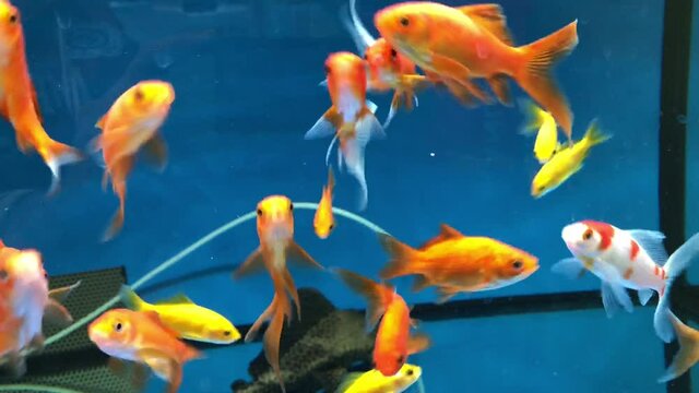 Viele Kleine Goldfische im Aquarium.