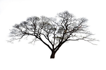 Fototapeta na wymiar Dead tree isolated on white background with clipping path
