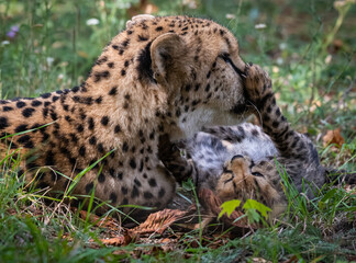 Gepard © Burghard