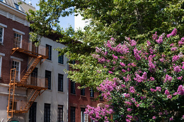 Fototapeta na wymiar Beautiful Pink Flowering Tree in front of Colorful Old Brick Residential Buildings in Greenwich Village of New York City during Summer