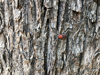tree bark with red currant