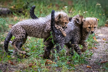 Gepard © Burghard