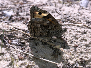 butterfly on the ground