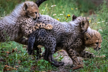 Gepard © Burghard
