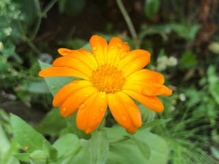 orange flower with water drops