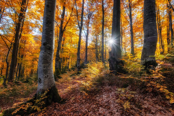 Sun rays through autumn trees. Natural autumn landscape in the forest. Autumn forest and sun as a background. Autumn - image