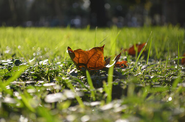 Dry maple leaf on green grass in sunlight