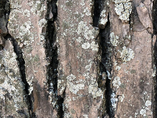 tree bark texture