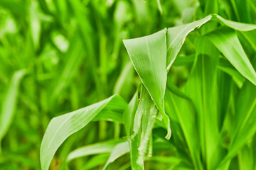 corn stalks and leaves in the garden. natural and organic vegetables. selective focus