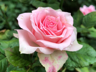 pink rose in garden