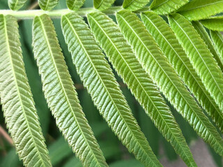 green fern leaves