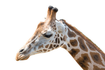 Naklejka premium Closeup view of giraffe face . Portrait. Isolaten on white background.