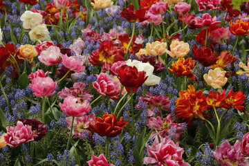 Tulips and gardens in spring