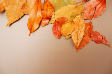 Fallen leaves on brown background, Autumn leaves, 秋の落ち葉、紅葉