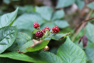 Tulips and gardens in spring