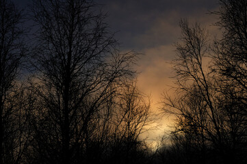 Silhouette of trees on a background of clouds. Evening sunset.
